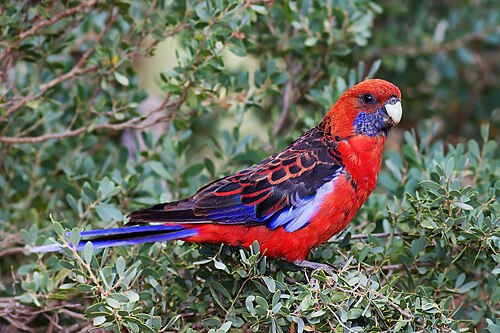 Photo of bird with curved grey beak, predominantly red body with blue on the wings, tail, and area under the beak.