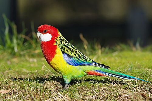 Photo of bird with curved white beak, red head and chest, white area under the beak, a yellow and green body with areas of red, black, and blue on the wings and tail.