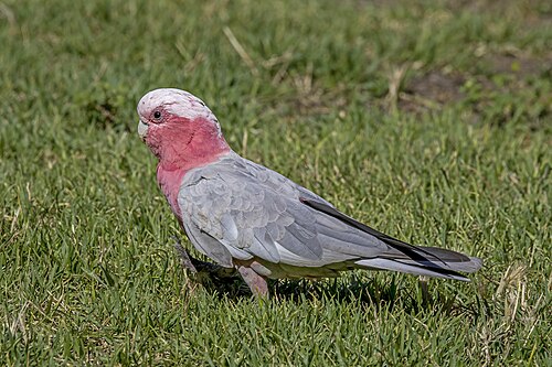 Photo of bird with curved grey beak, light grey top of head, pale rose head, chest, and neck and a grey body.