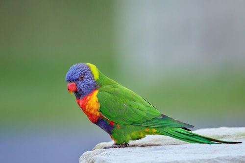 Photo of bird with curved red beak, blue head, light green neck, red and yellow chest, and a predominantly green body.