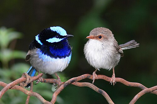Photo of two birds with straight beaks, one has a dark blue beak, aqua and dark blue head, neck, and chest, with a grey body, the other has a white chest, a predominantly grey body, a light orange beak, and light orange markings around the eyes.